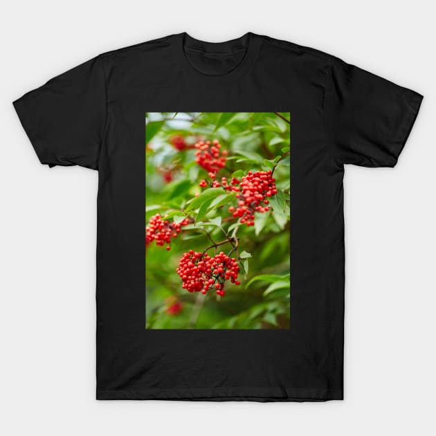 Red Rowan tree berries on branches T-Shirt by naturalis